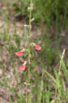 Spiked hoarypea